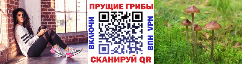 Псилоцибиновые грибы мицелий  Скопин 